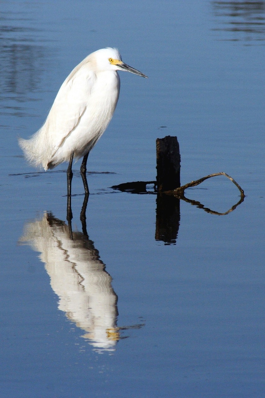 snowy egret bird wildlife free photo