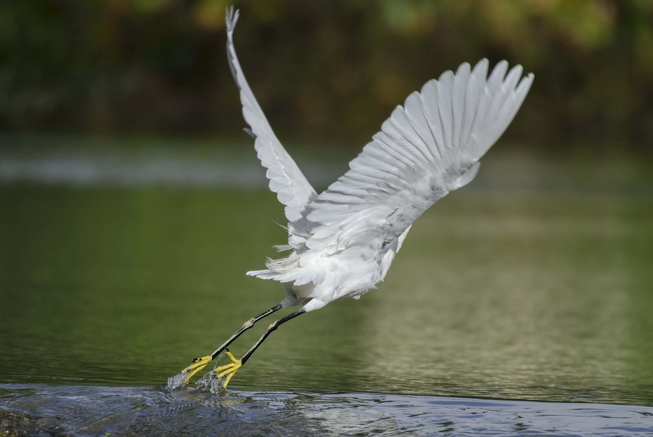 snowy egret fly take off free photo