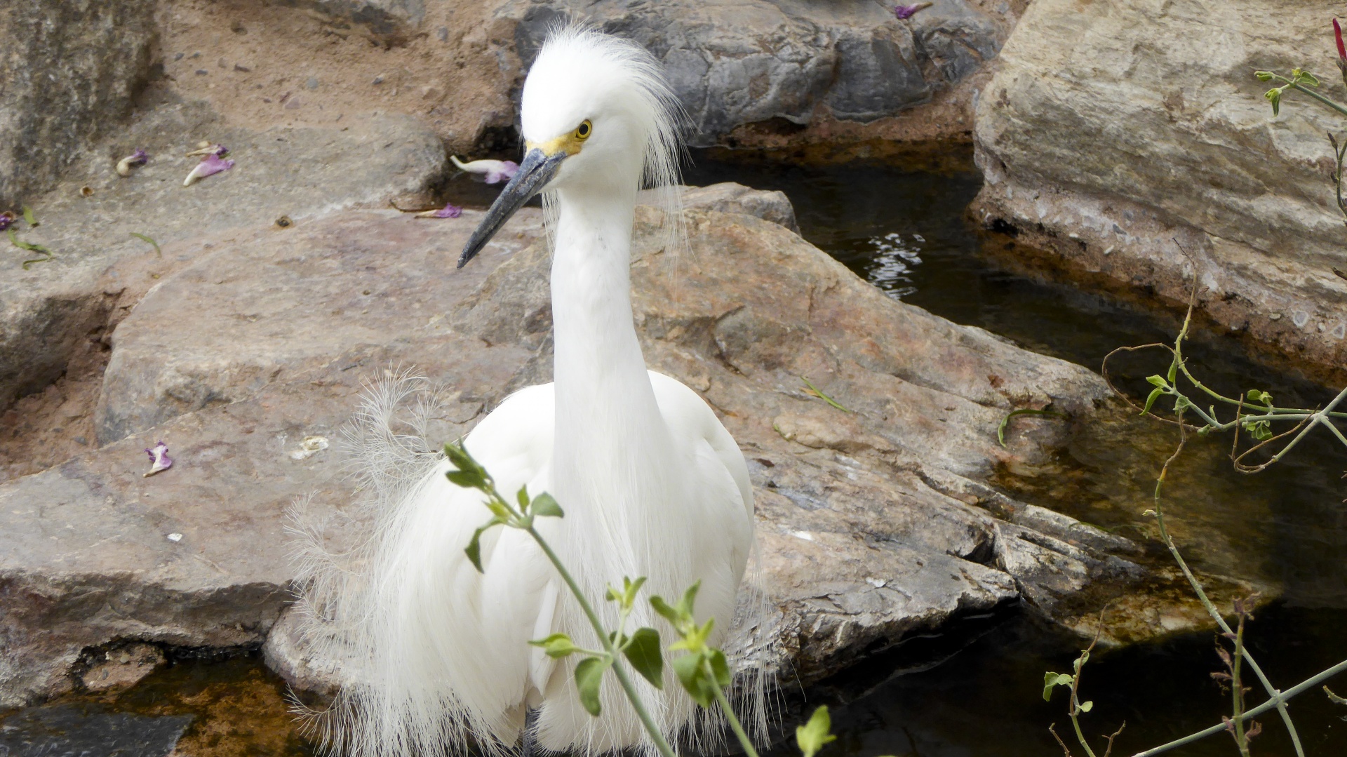 egret snowy egret egrit free photo