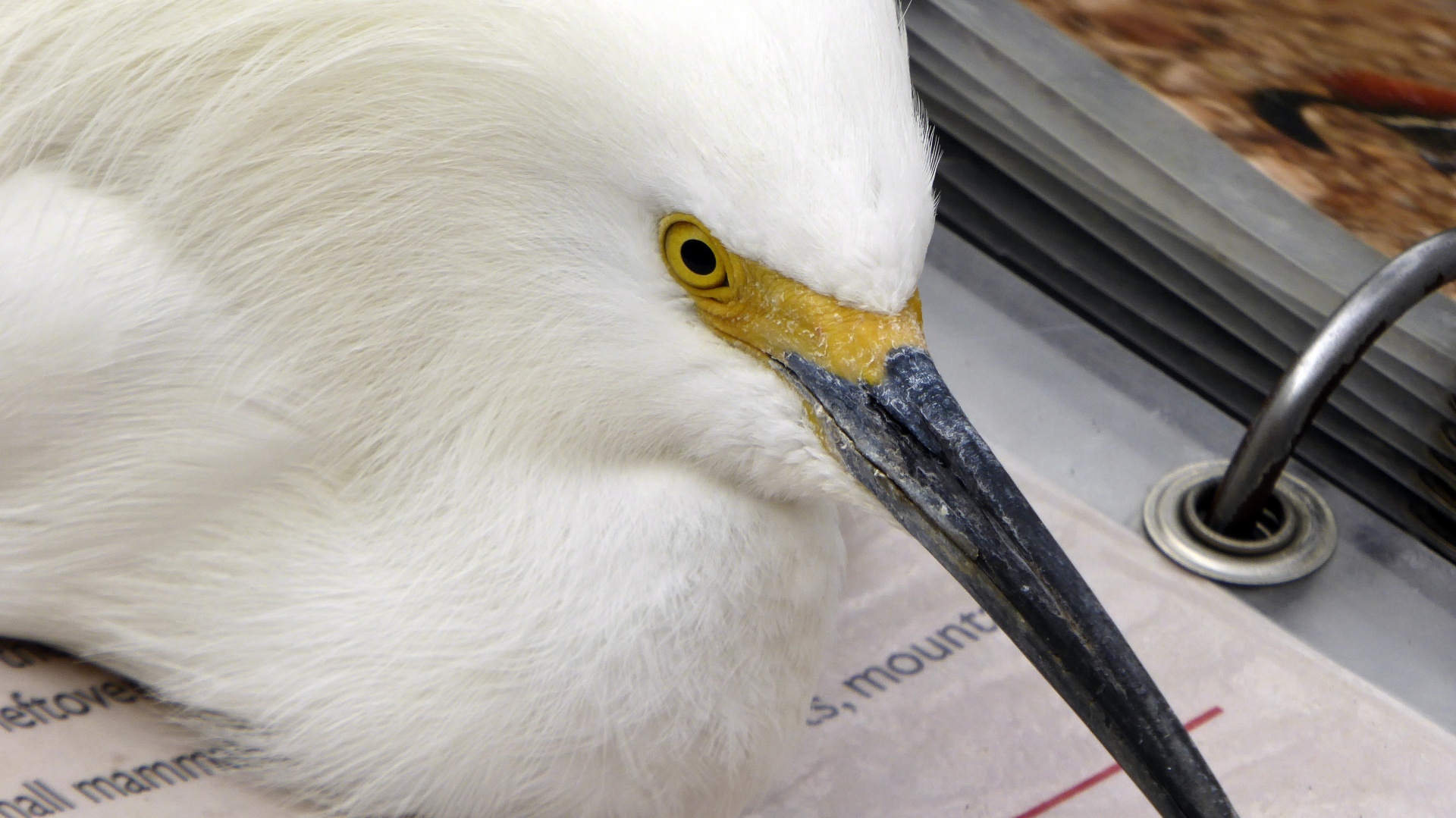 egret snowy egret egrit free photo