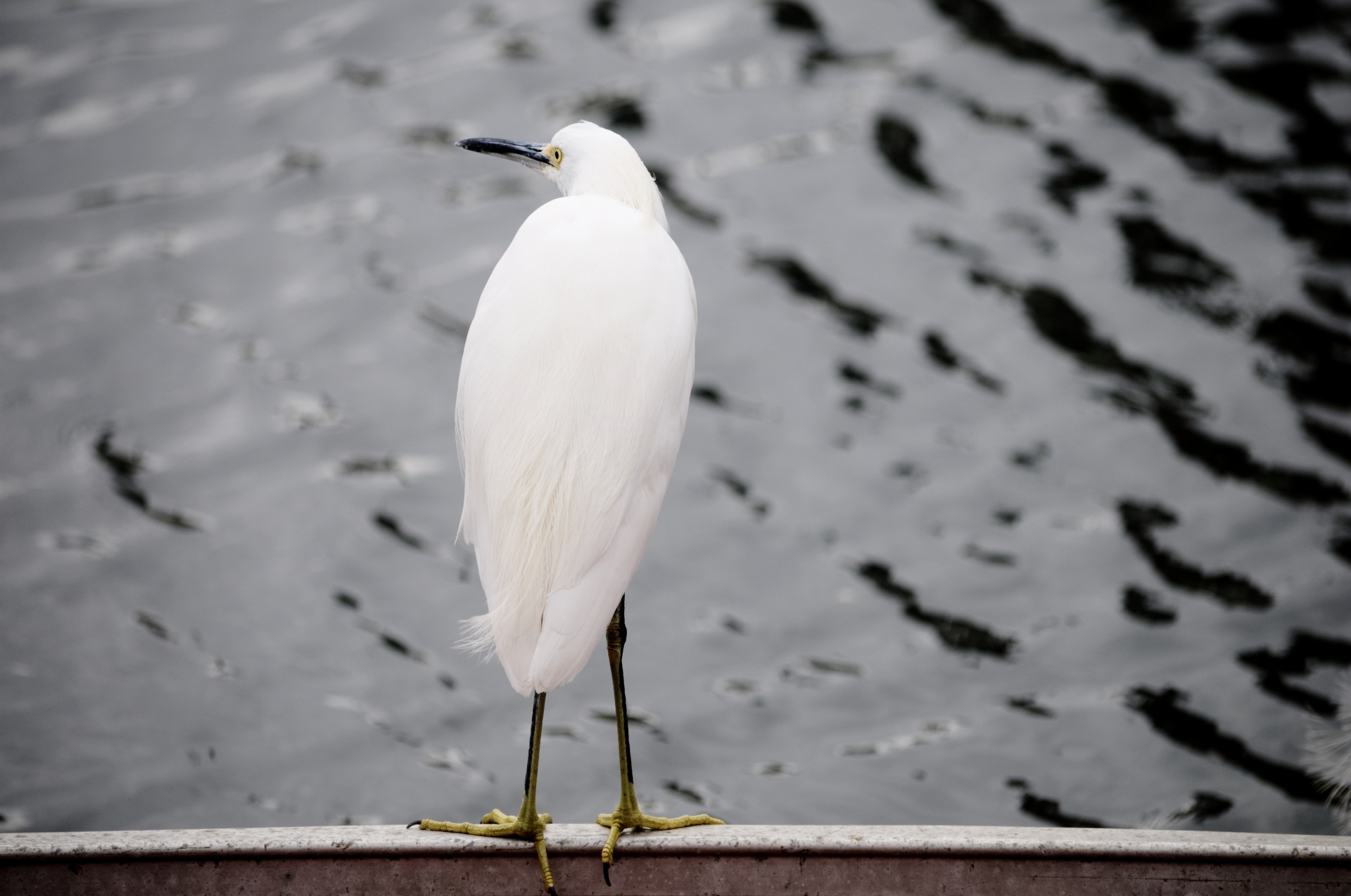 egret egrets snowy egrets free photo