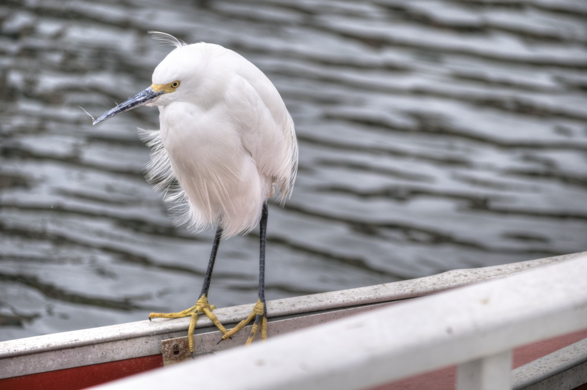 egret egrets snowy egrets free photo