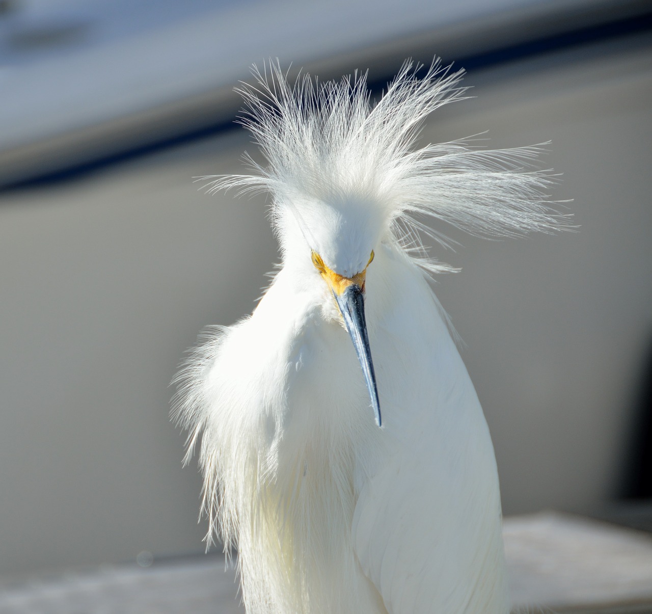 snowy egret bird wildlife free photo