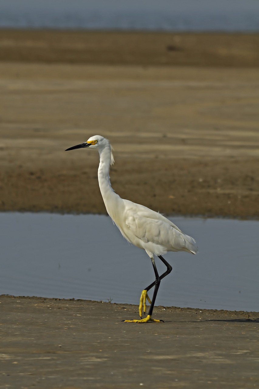 snowy egret bird wetlands free photo