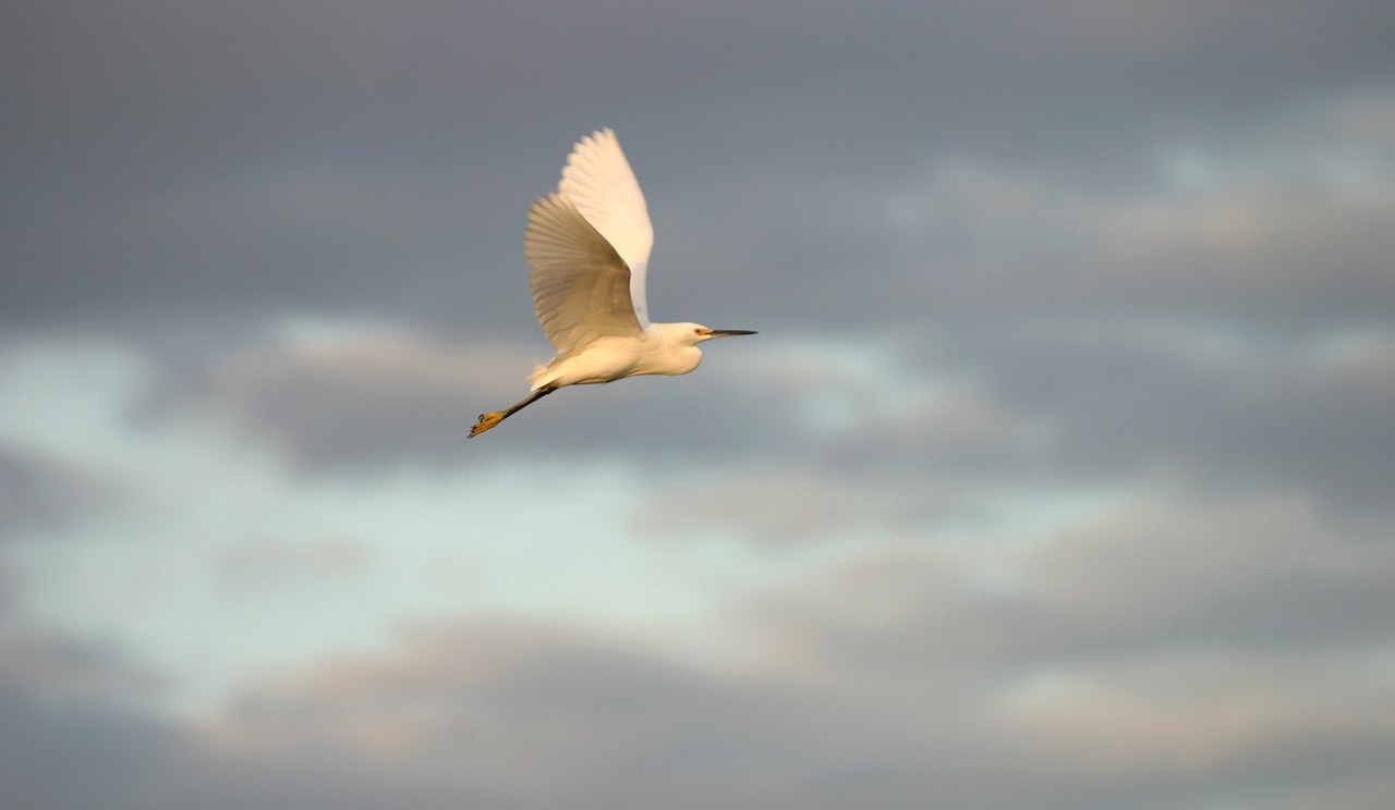 snowy egret fly bird free photo