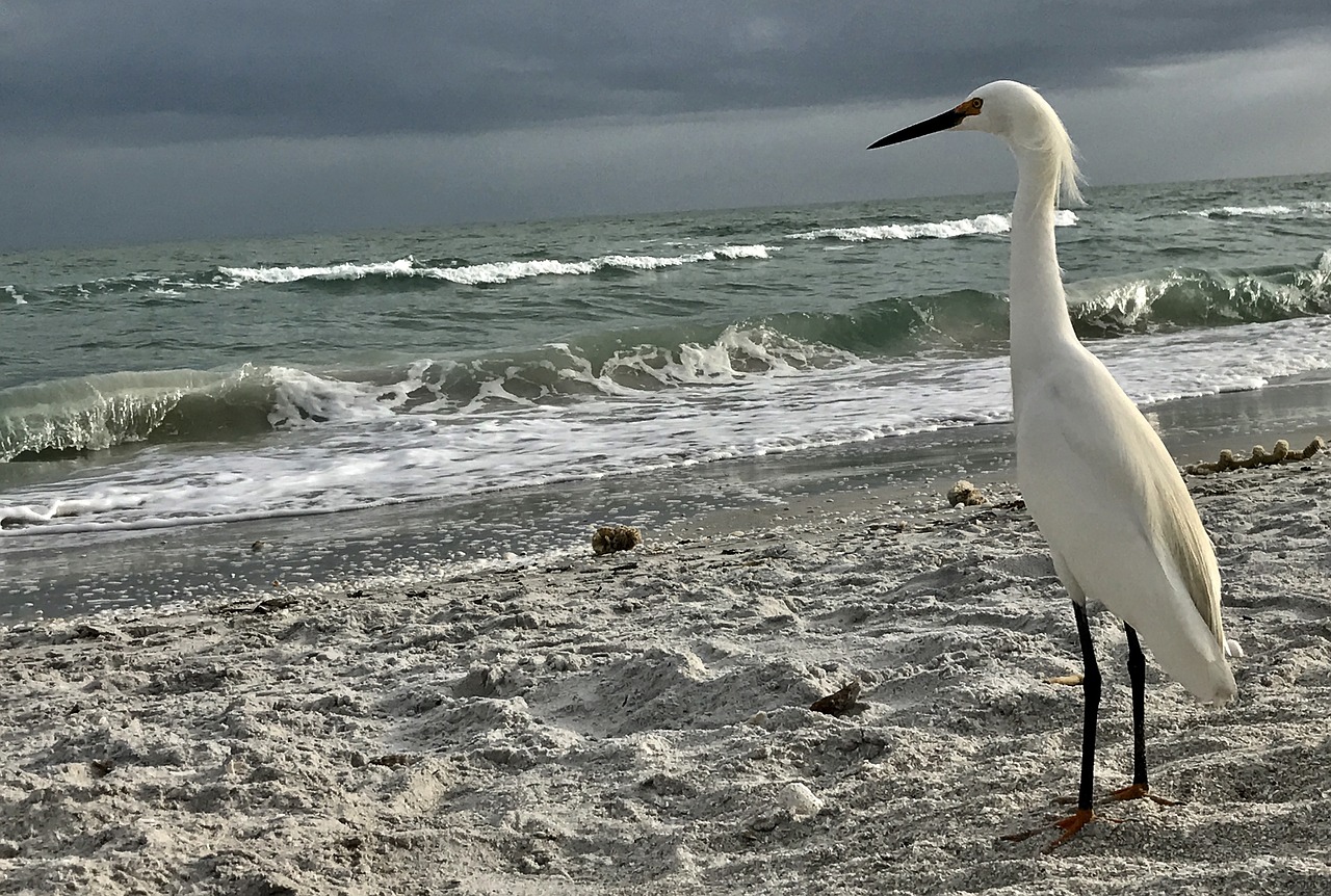 snowy egret shoreline nature photography free photo