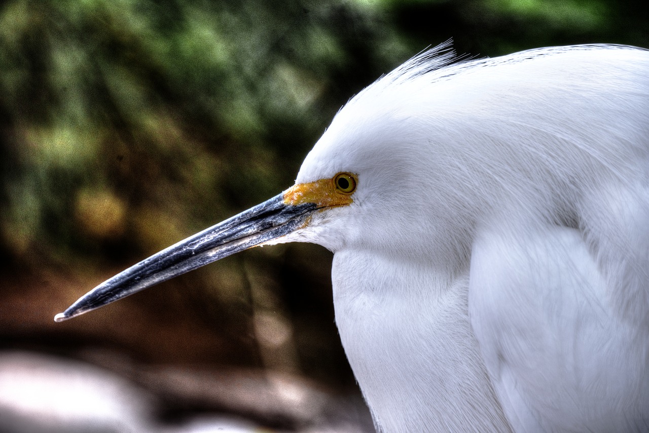 snowy egret white bird free photo