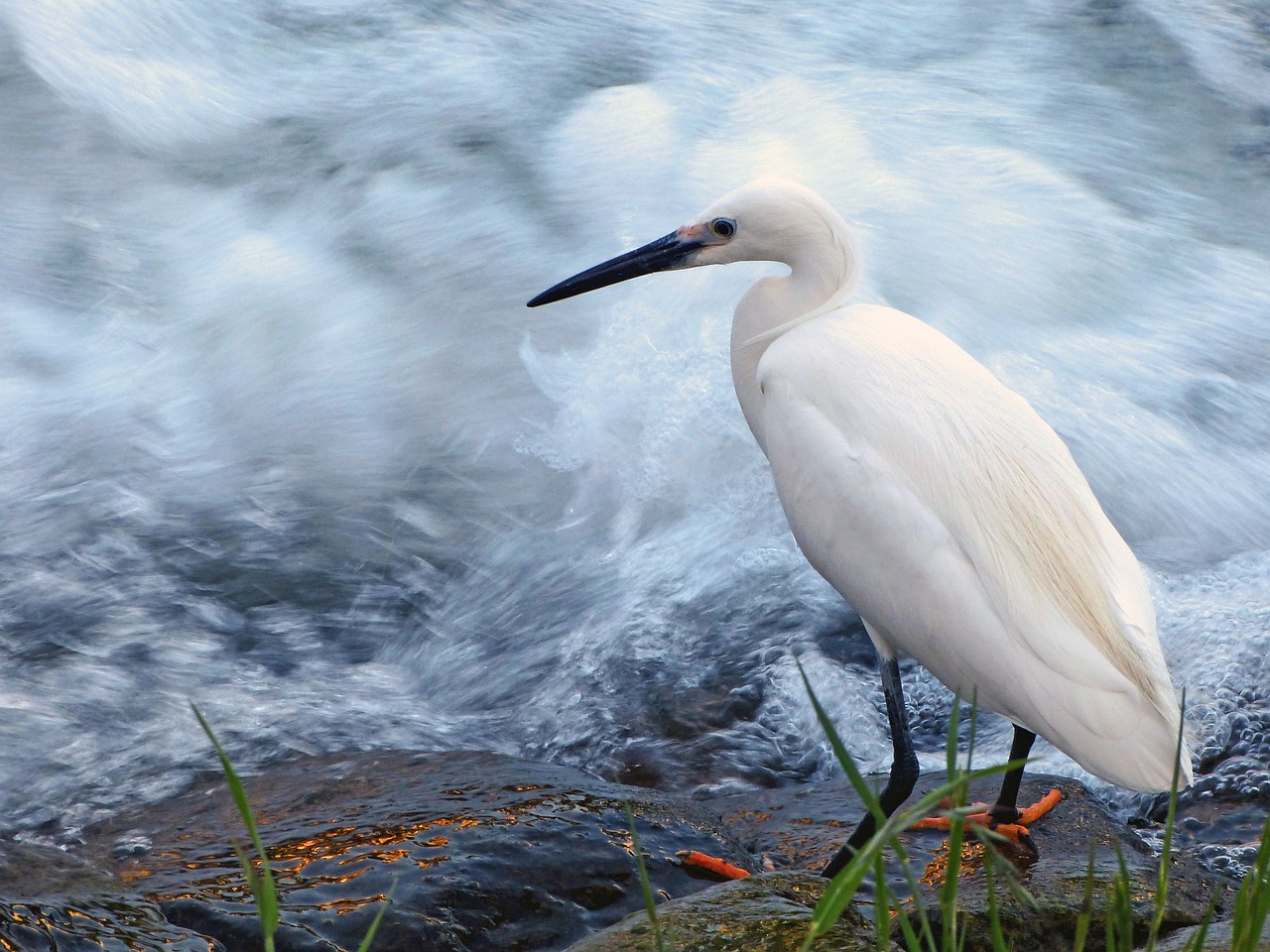 snowy egret egret bird free photo