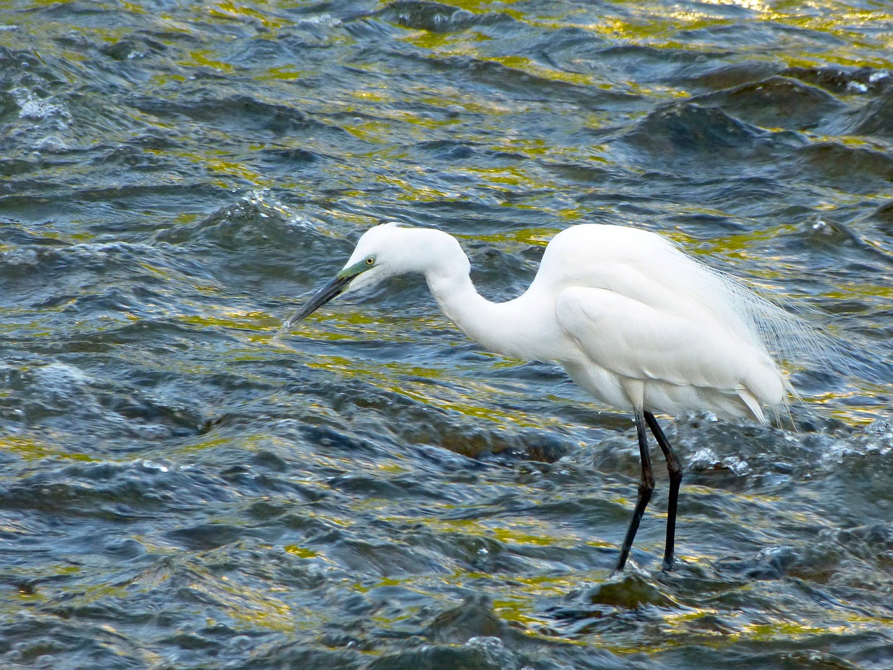 snowy egret egret bird free photo