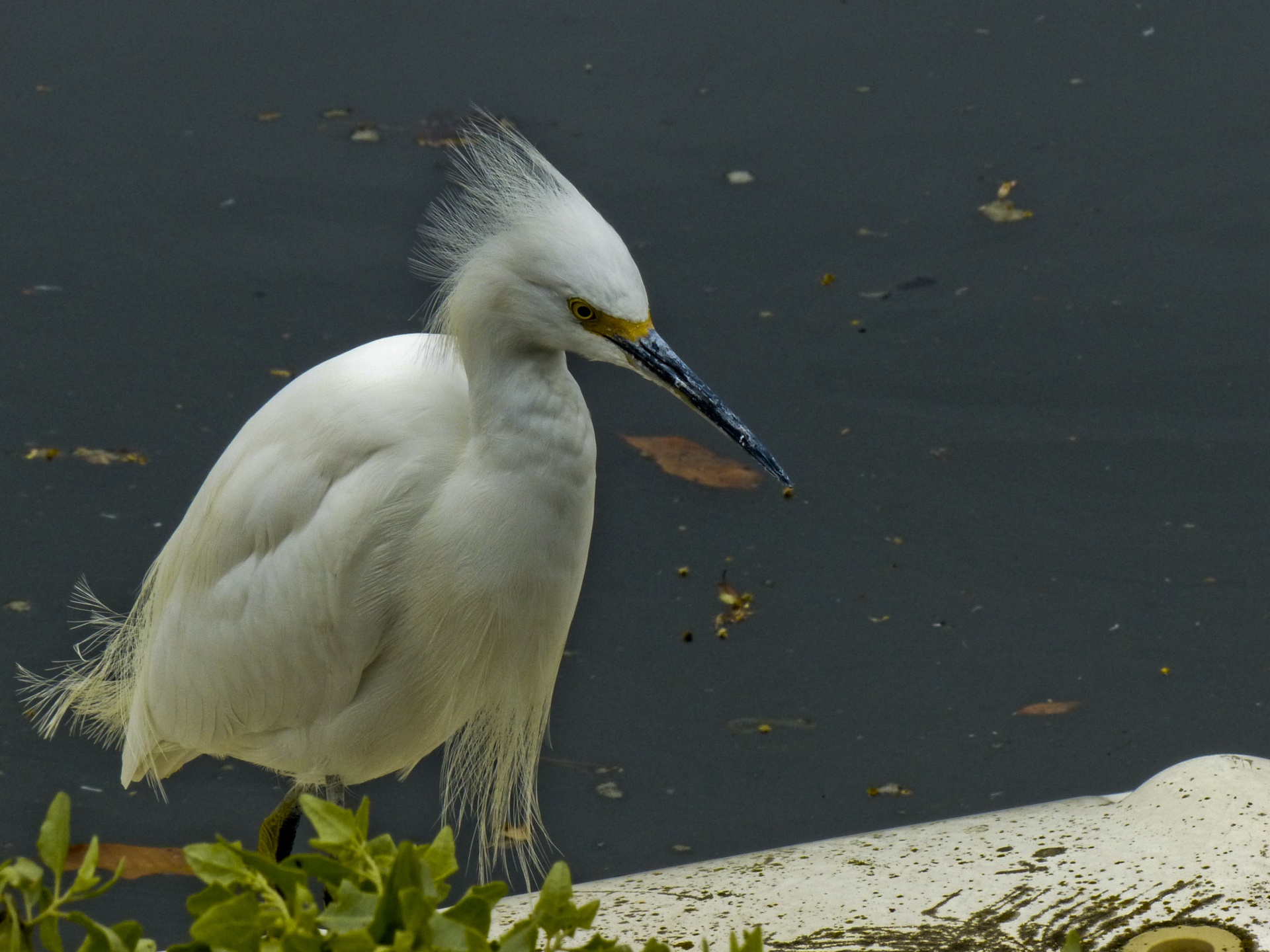 snowy egret boat yellow free photo