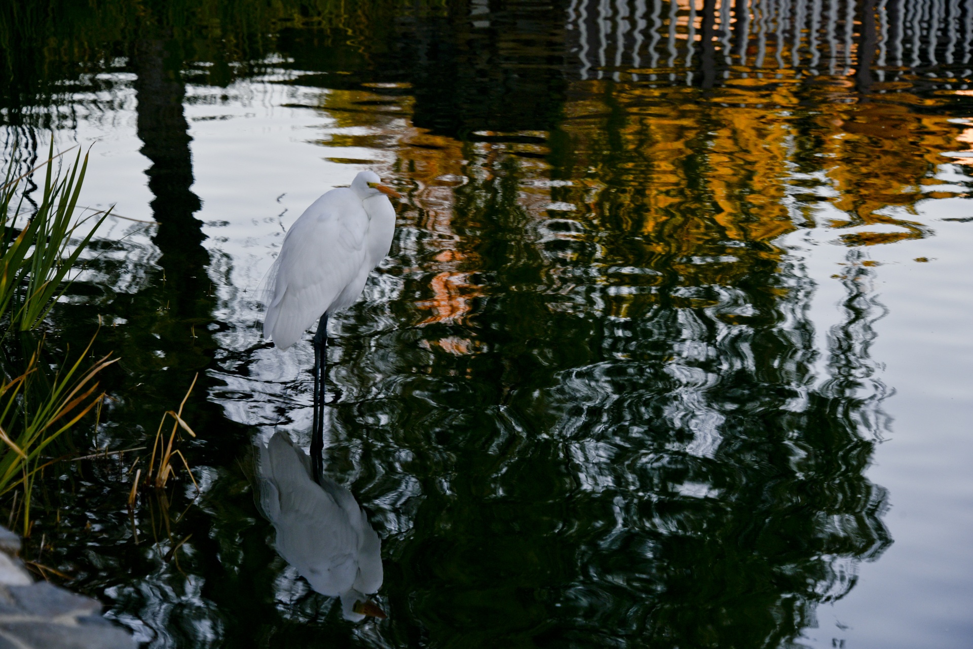 egret shorebird standing water free photo