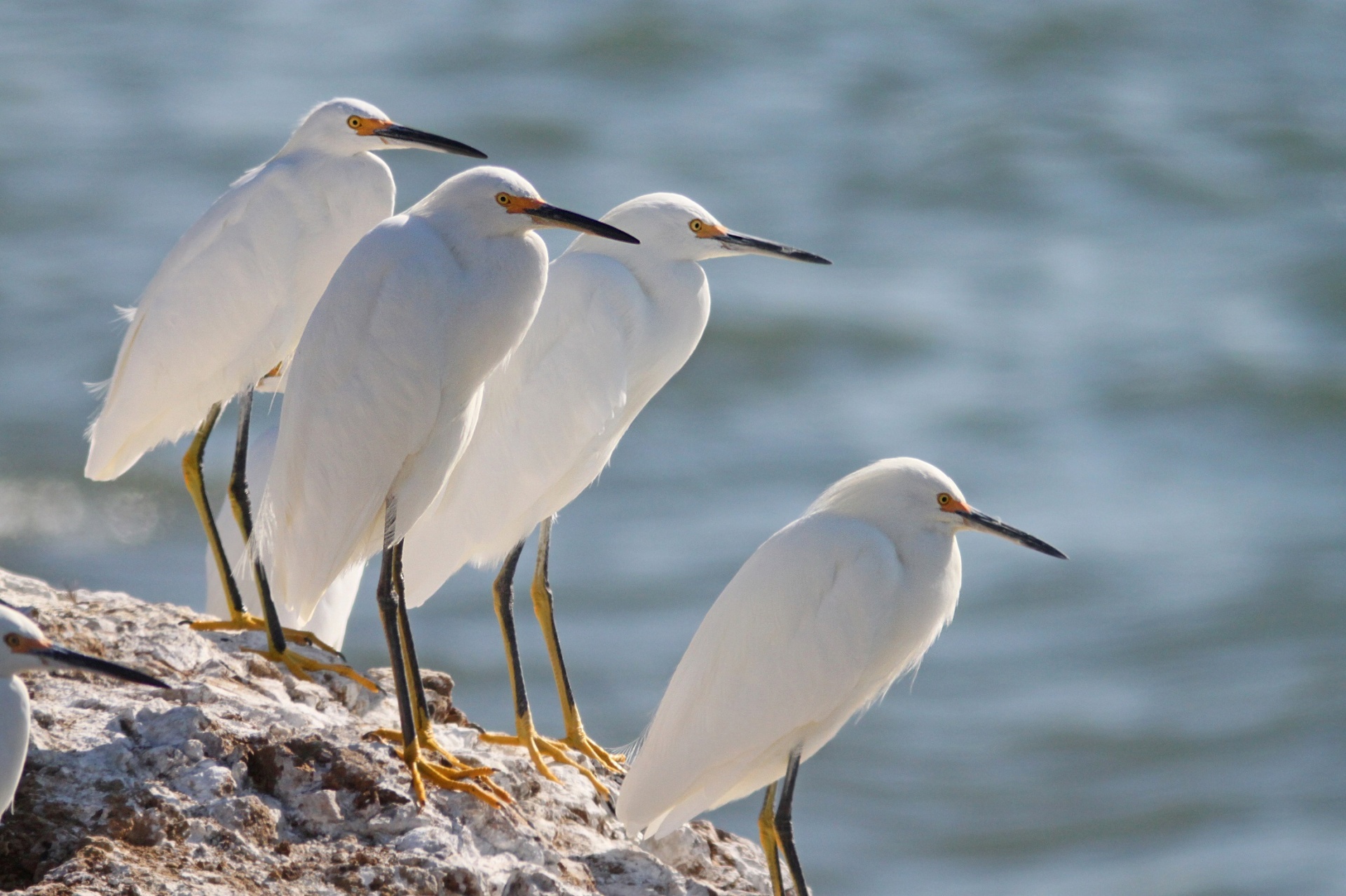 snowy egrets birds white free photo