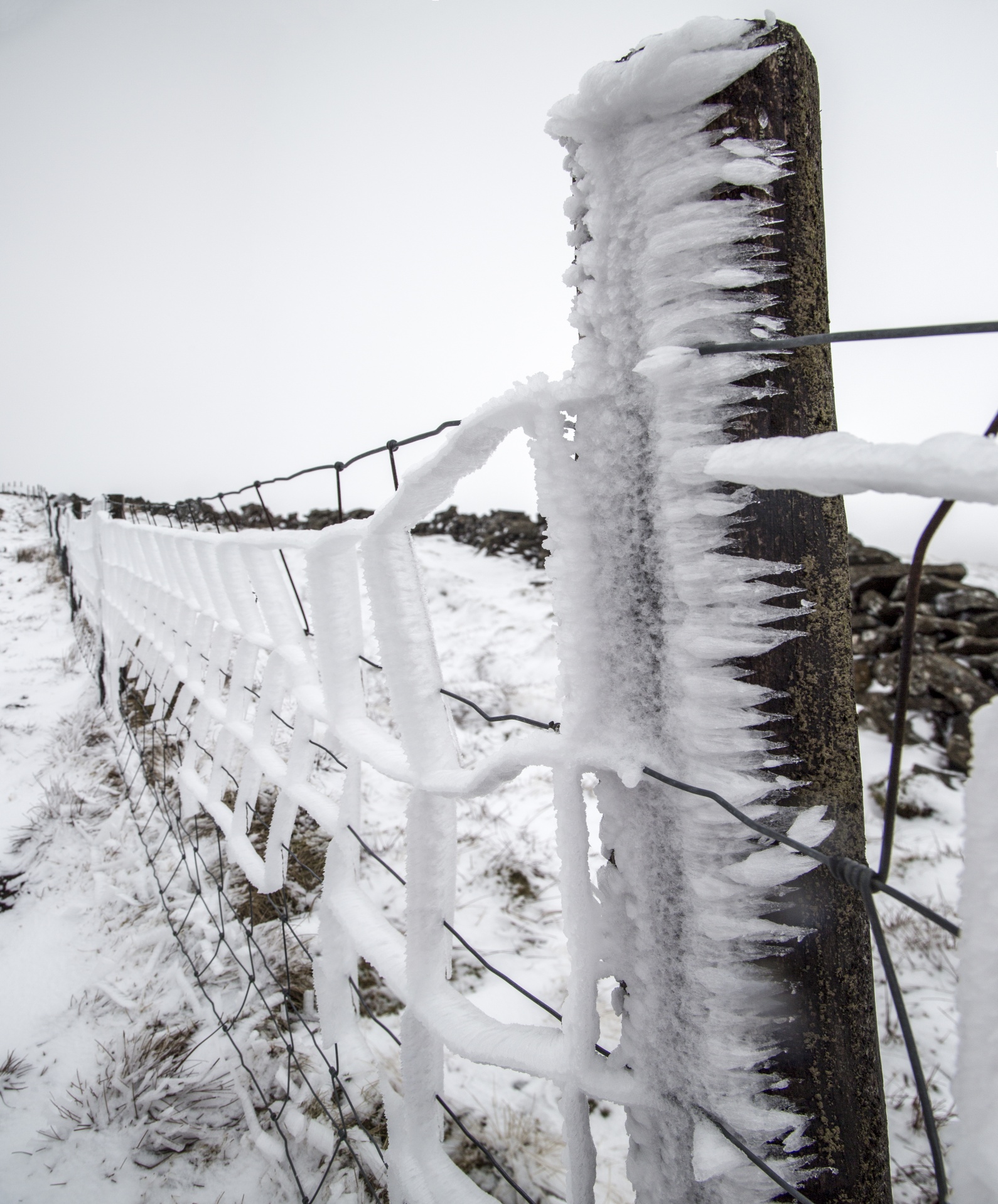snow snowy fence seasons free photo