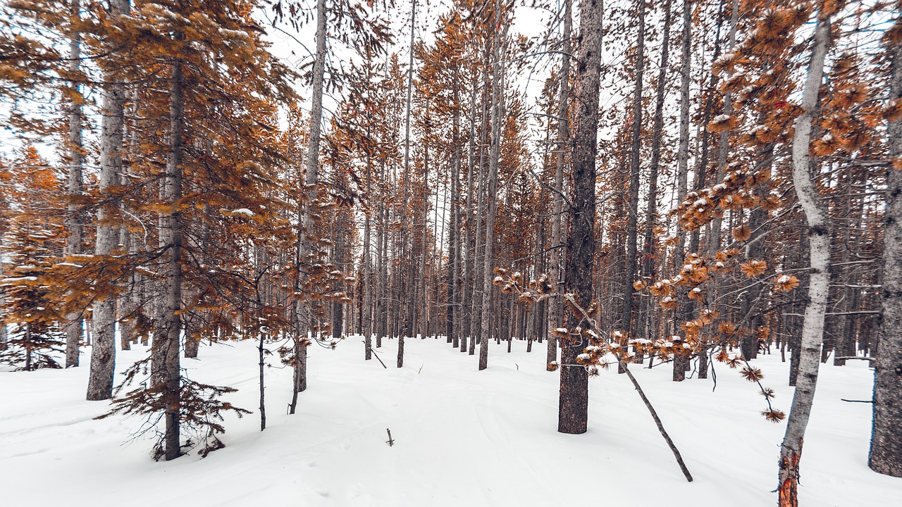snowy forest funds photography free photo