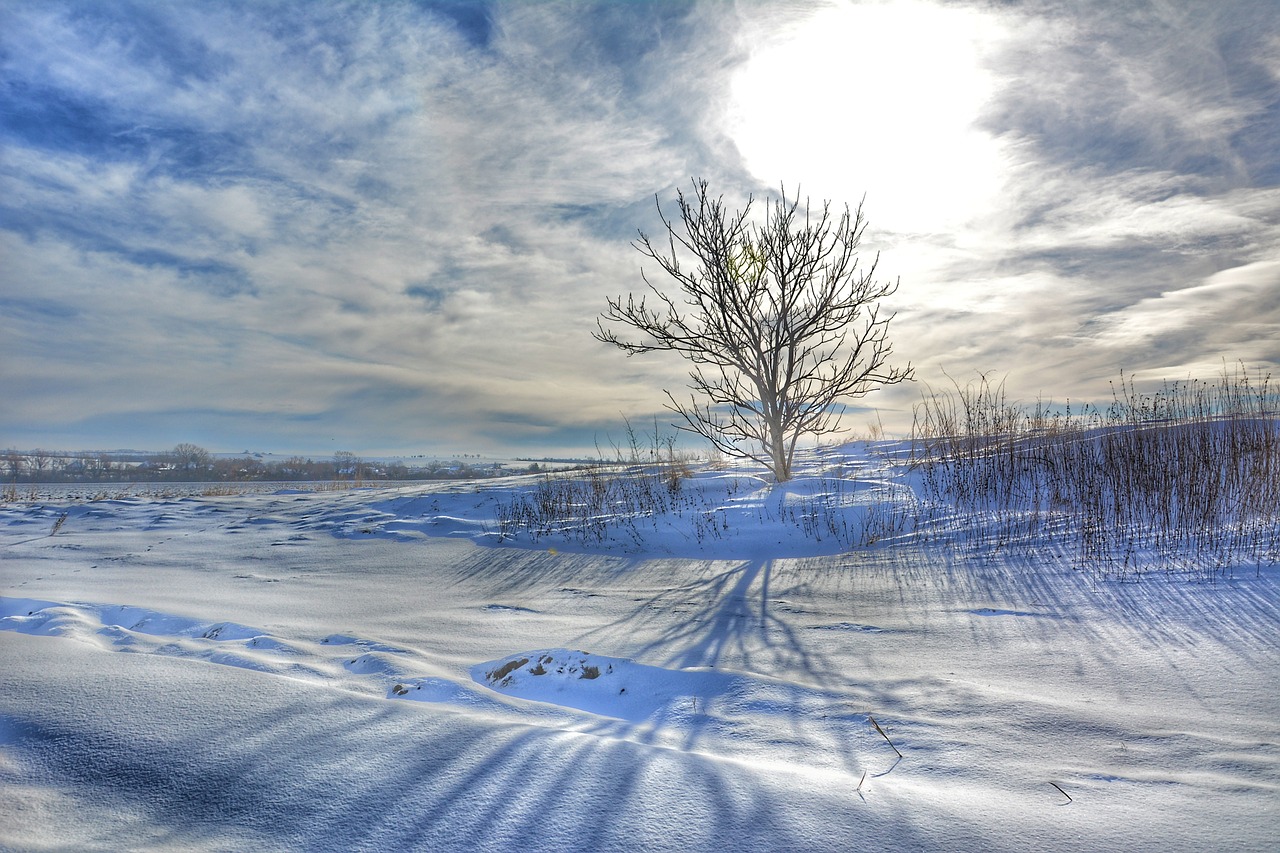 snowy landscape lonely tree winter sun free photo