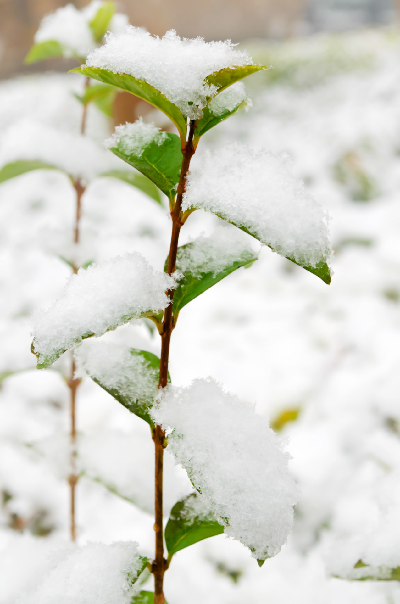 snowy snow white free photo