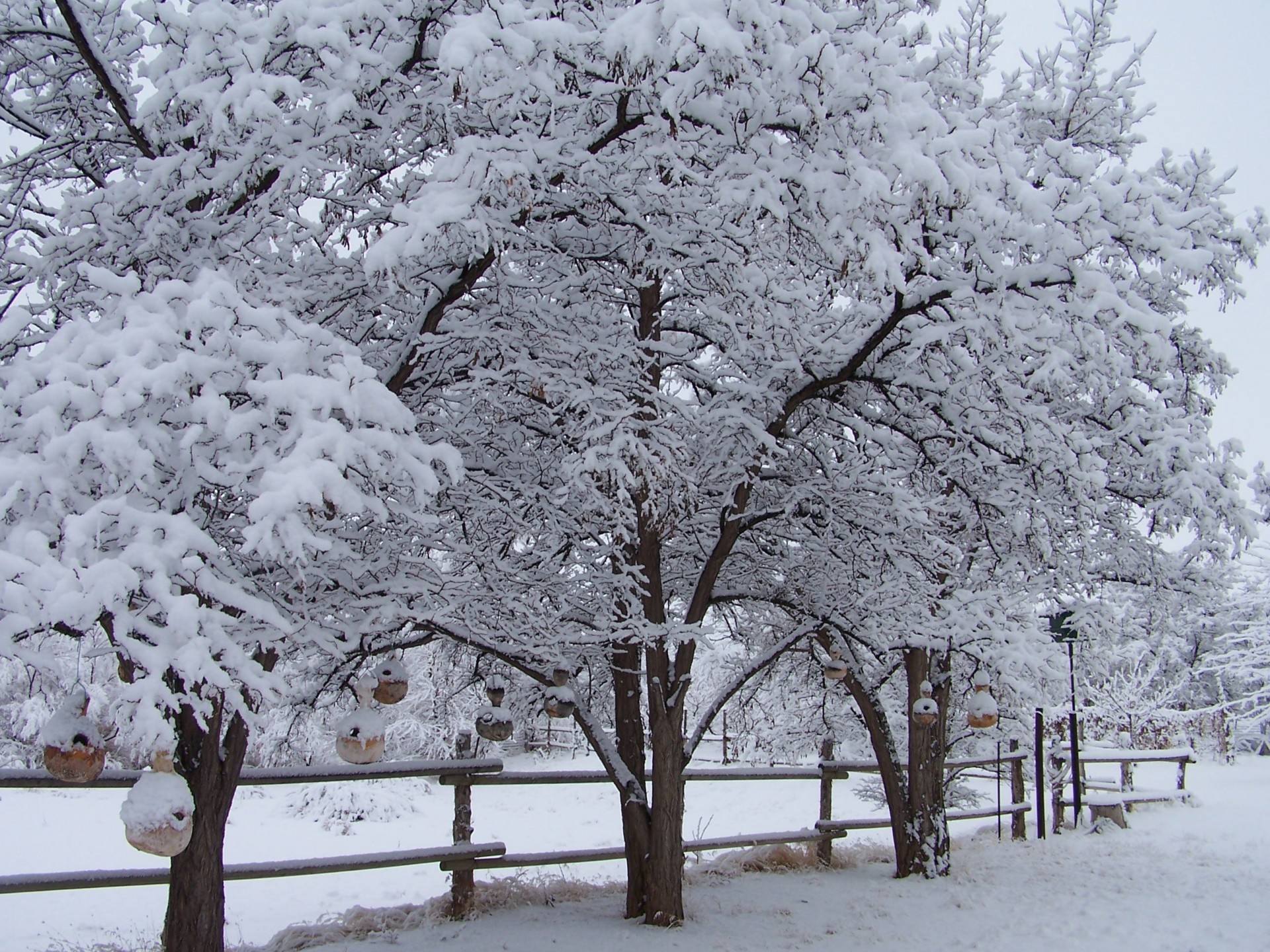 snow locust trees snow-covered feeders free photo