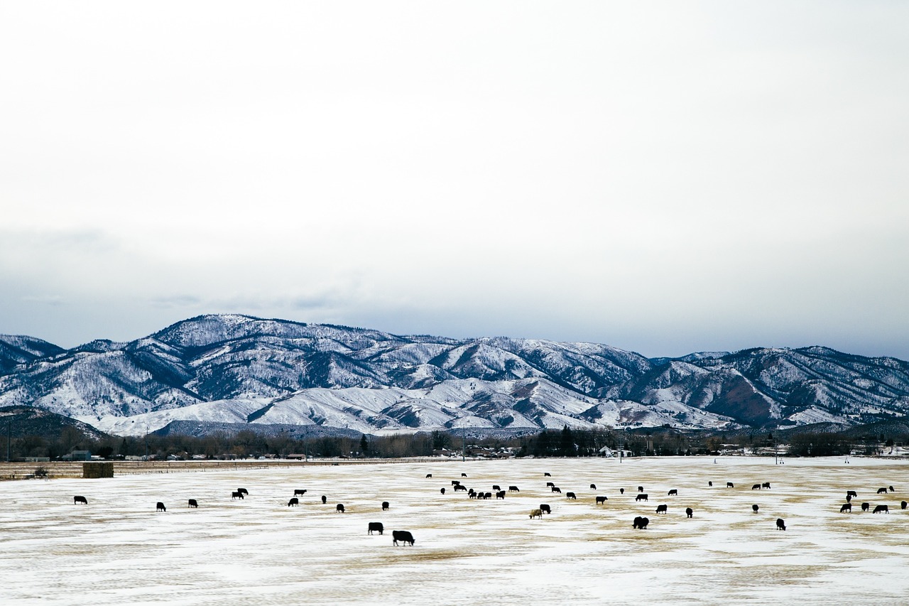 snowy mountains cattle farm free photo