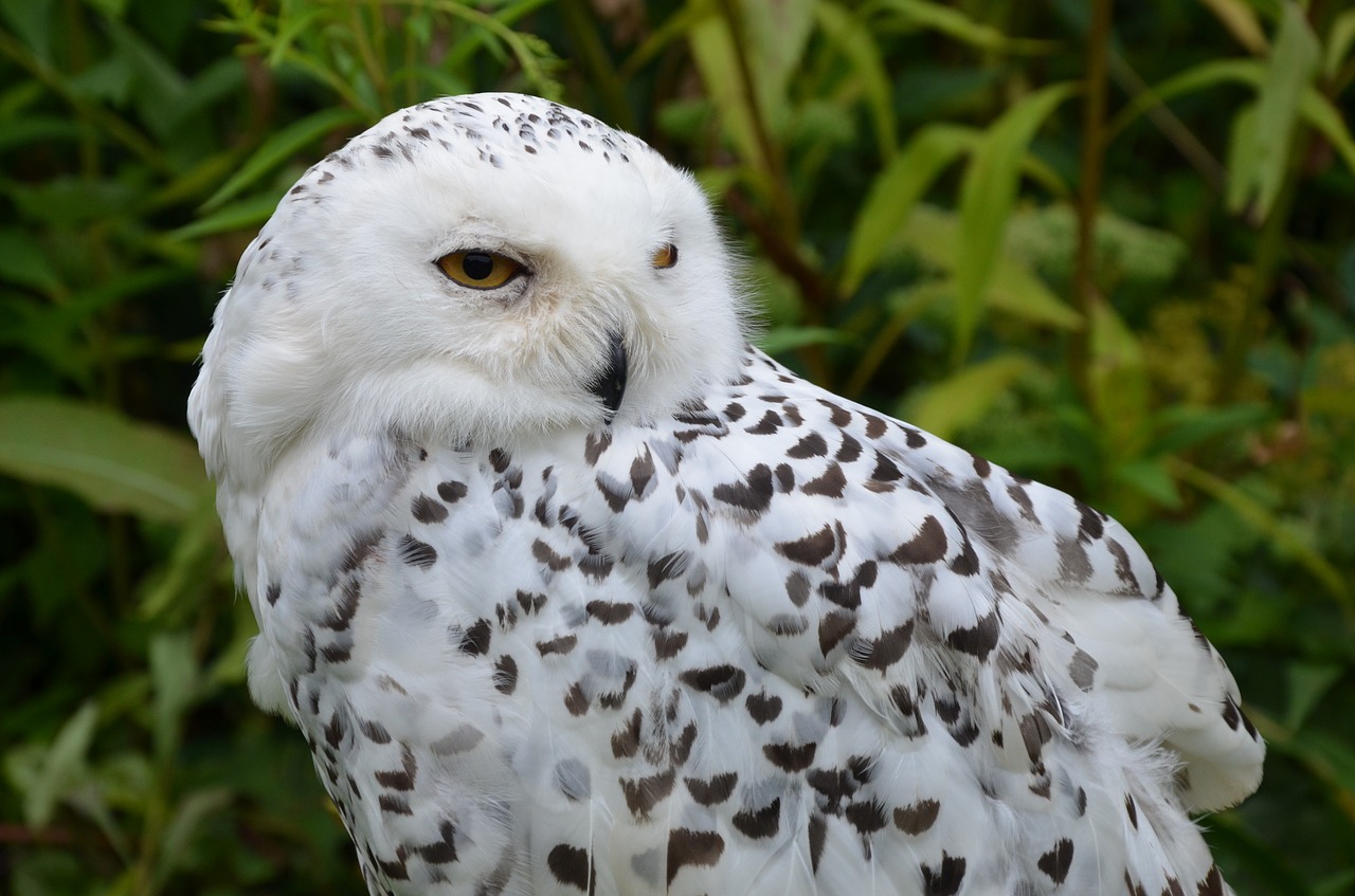 snowy owl owl bird free photo