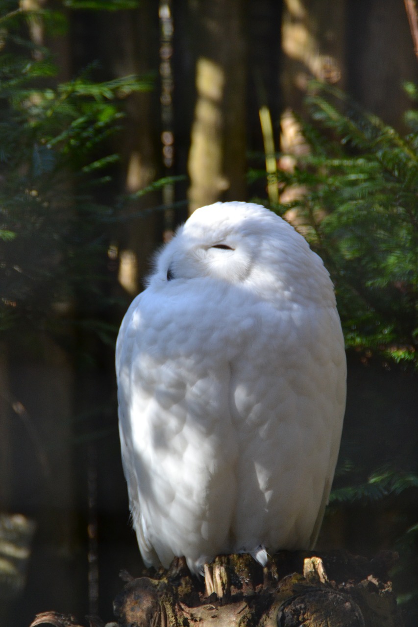 snowy owl zoo bird free photo