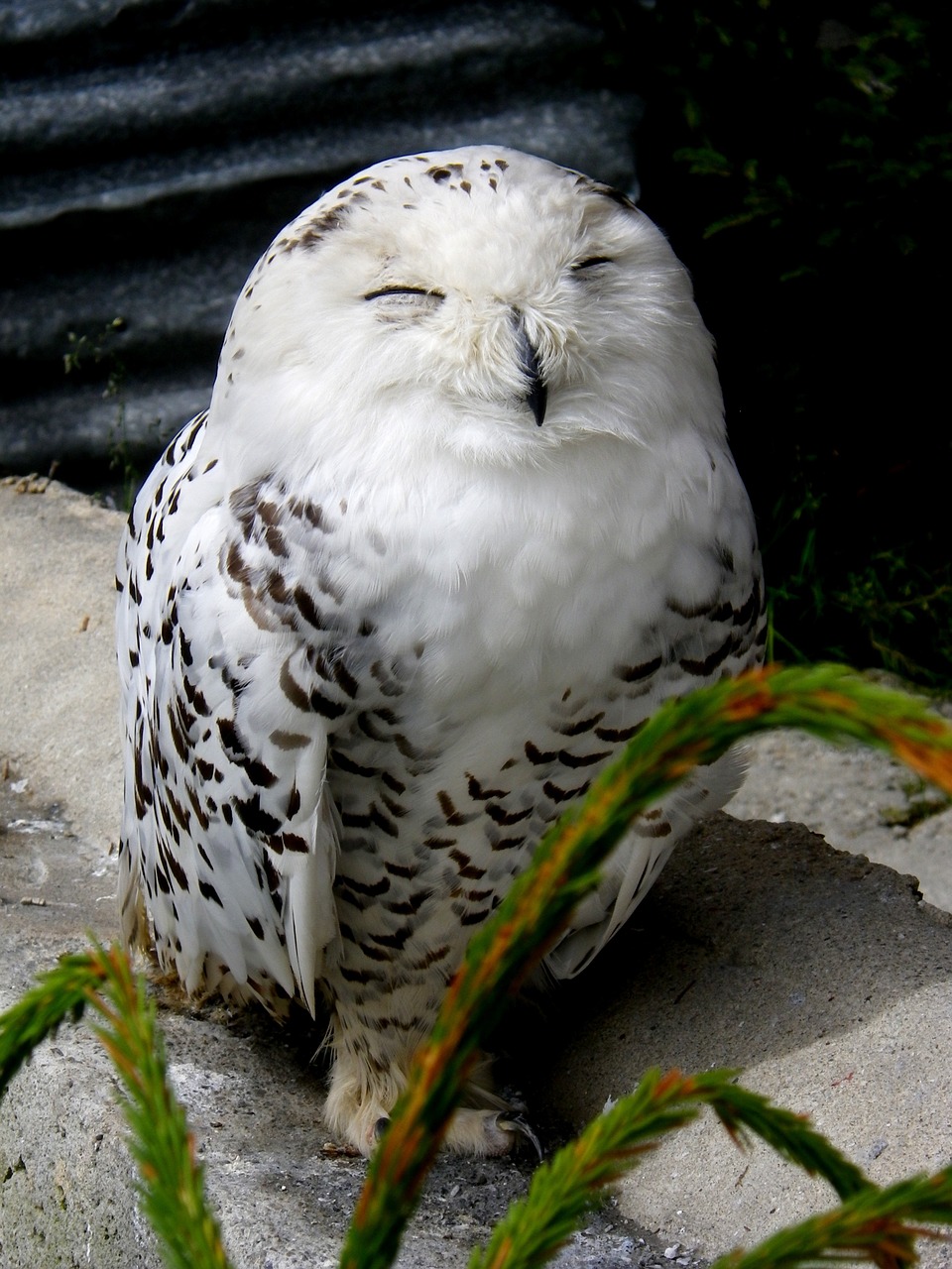 snowy owl white bird free photo