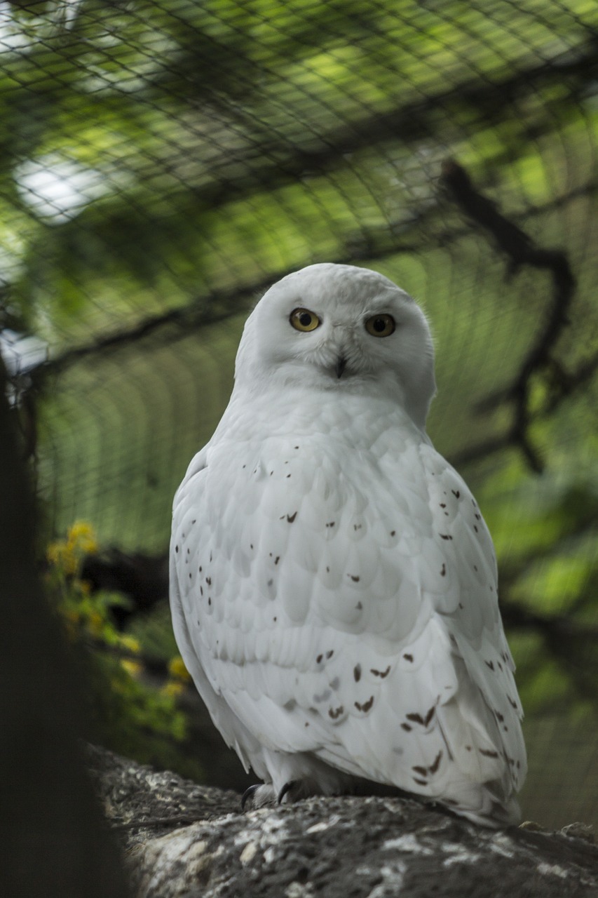 snowy owl owl white free photo