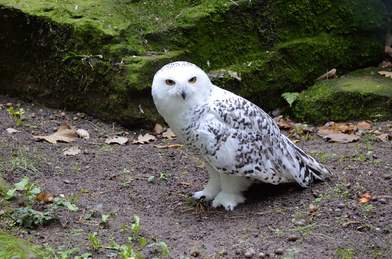 snowy owl owl white free photo