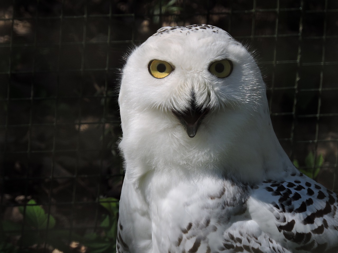 snowy owl nyctea scandiaca owl free photo