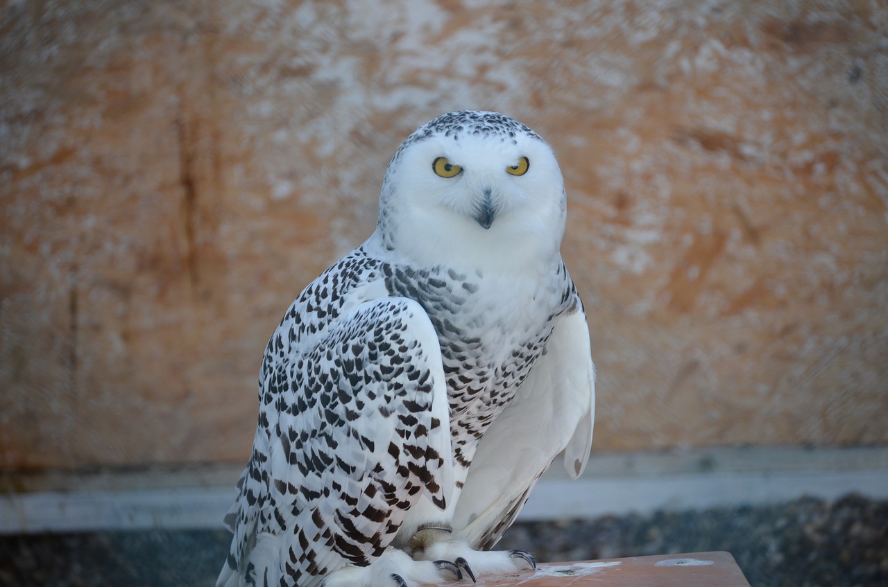 snowy owl owl eagle owl free photo