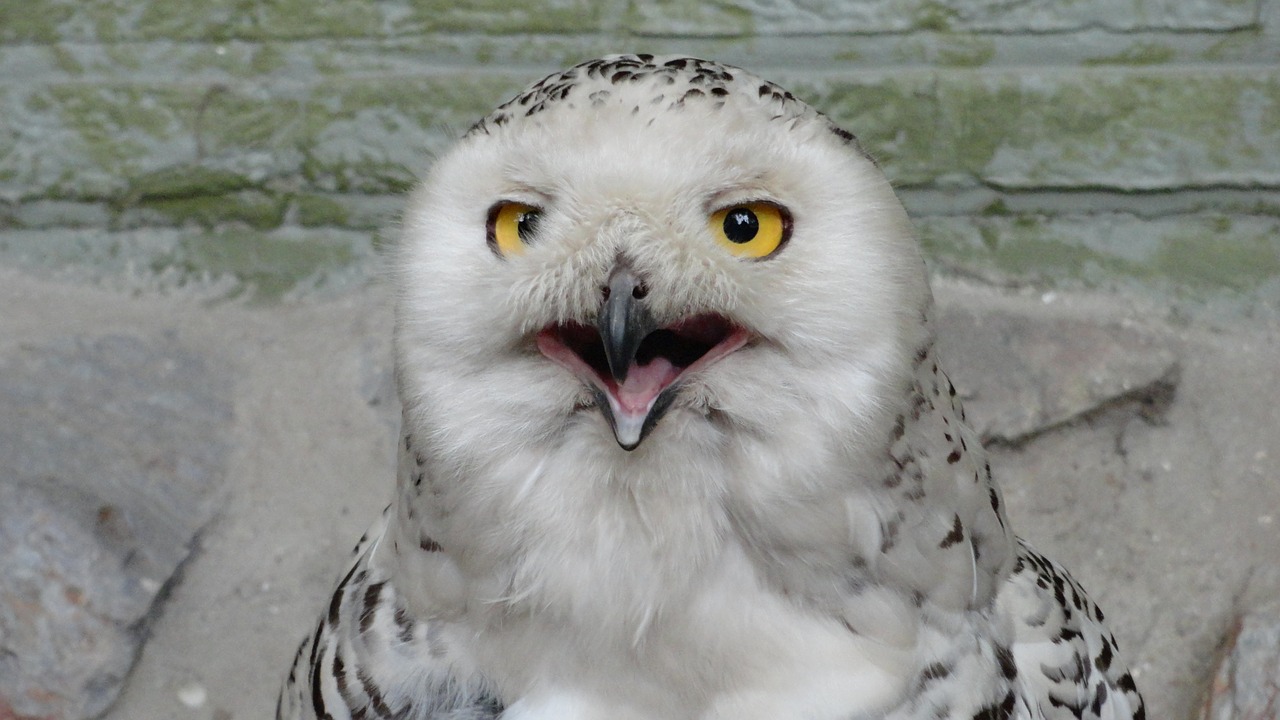 snowy owl owl bird free photo