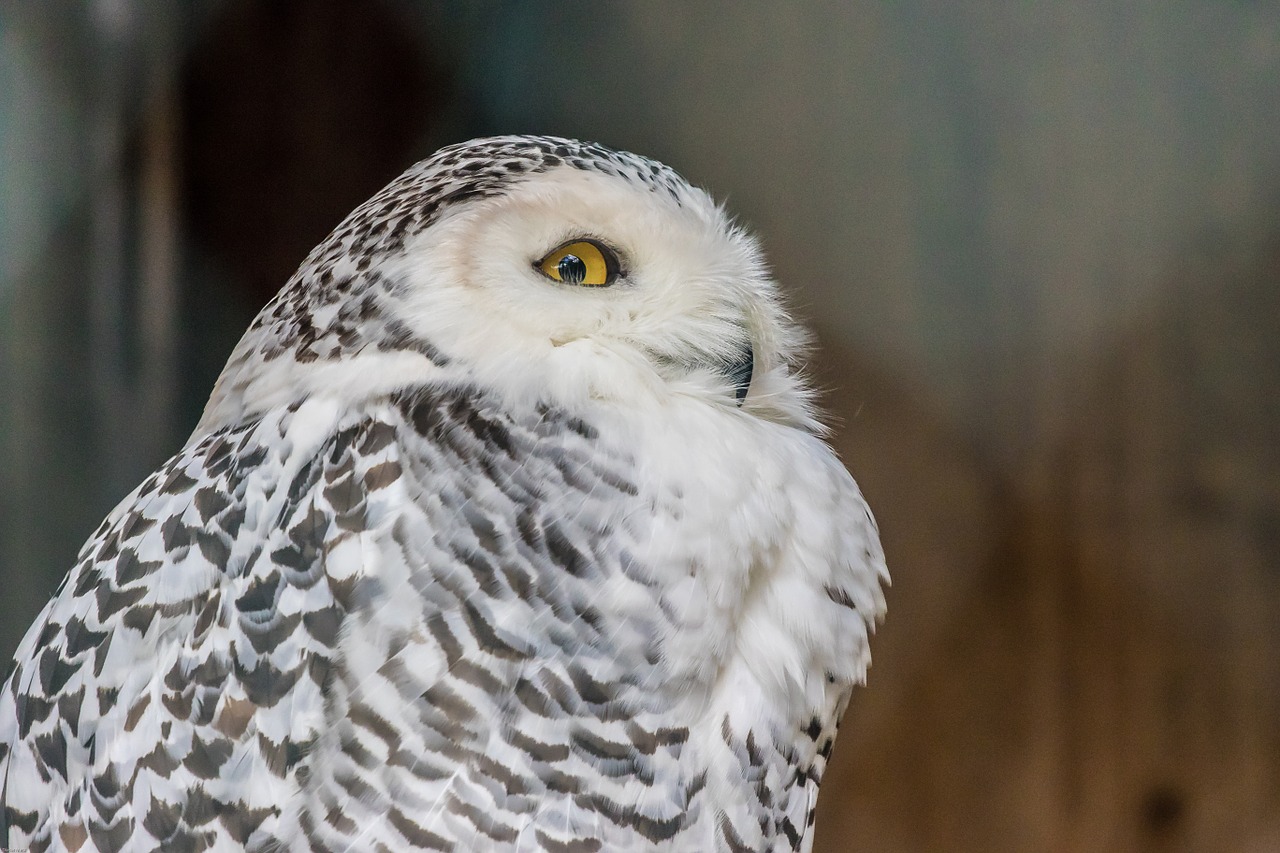 snowy owl owl bird free photo