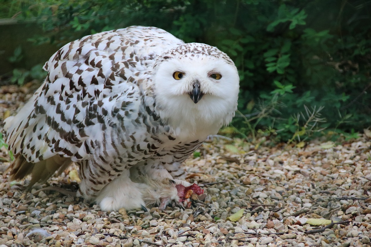 snowy owl owl snowy free photo