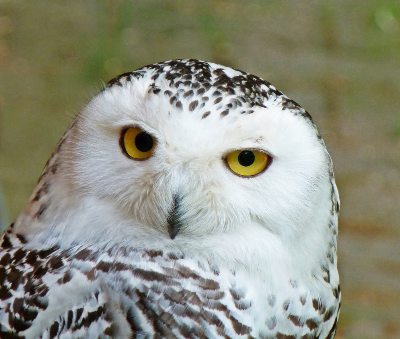 snowy owl bird wildlife free photo