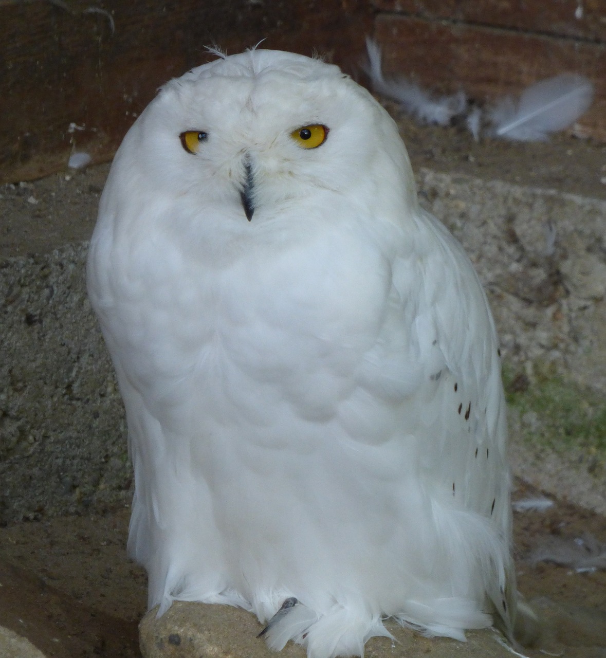 snowy owl bird feather free photo