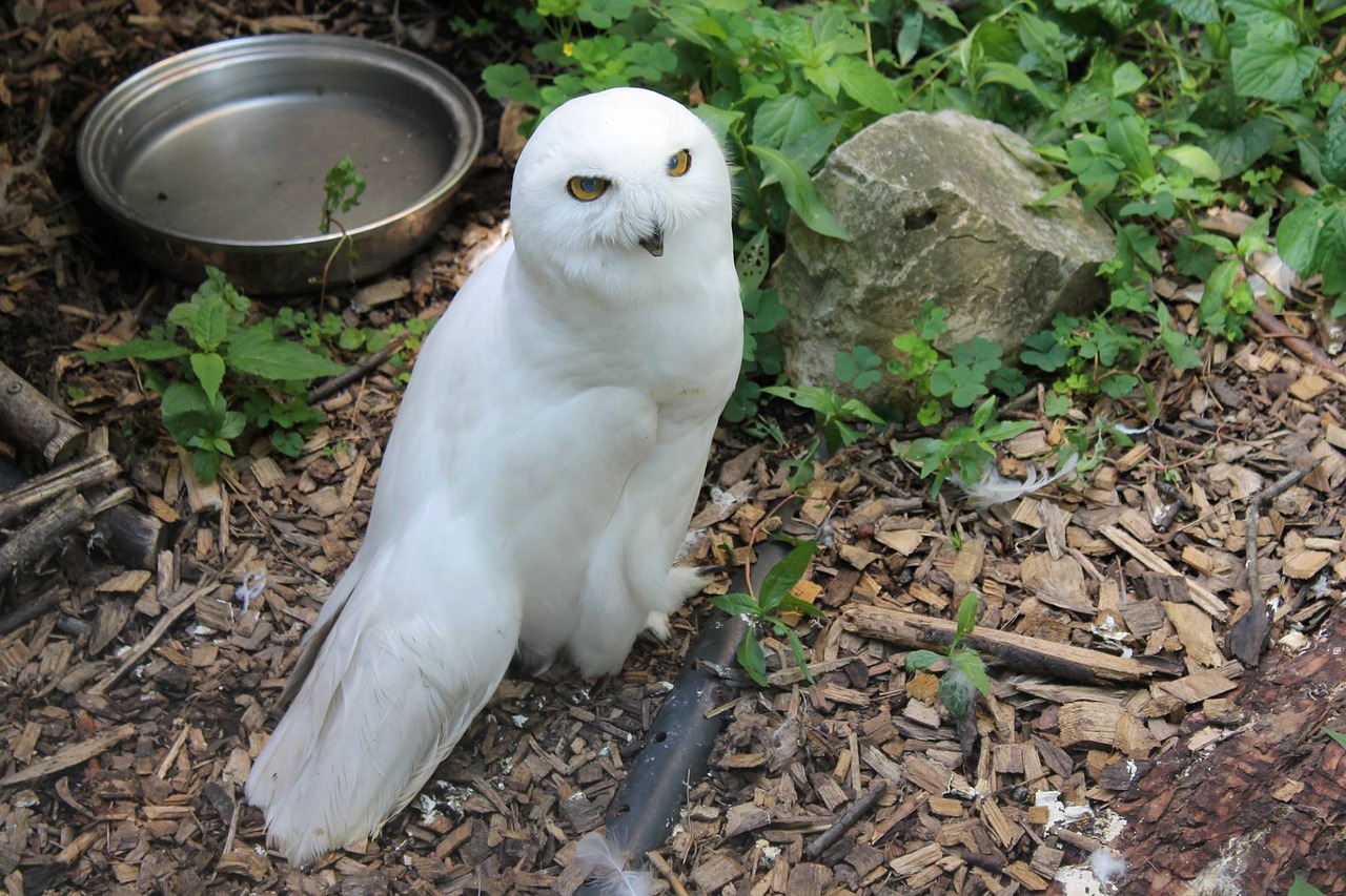 snowy owl bird owl free photo