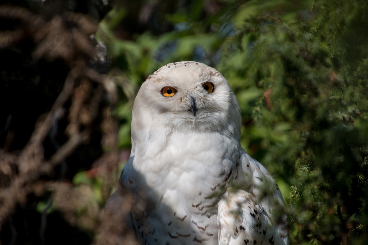 snowy owl owl bird free photo