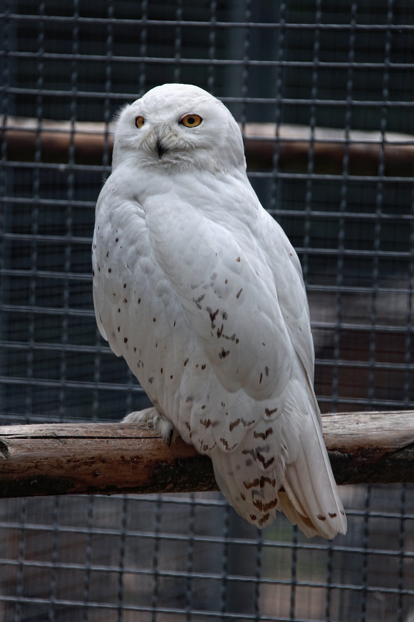 snowy owl owl white free photo