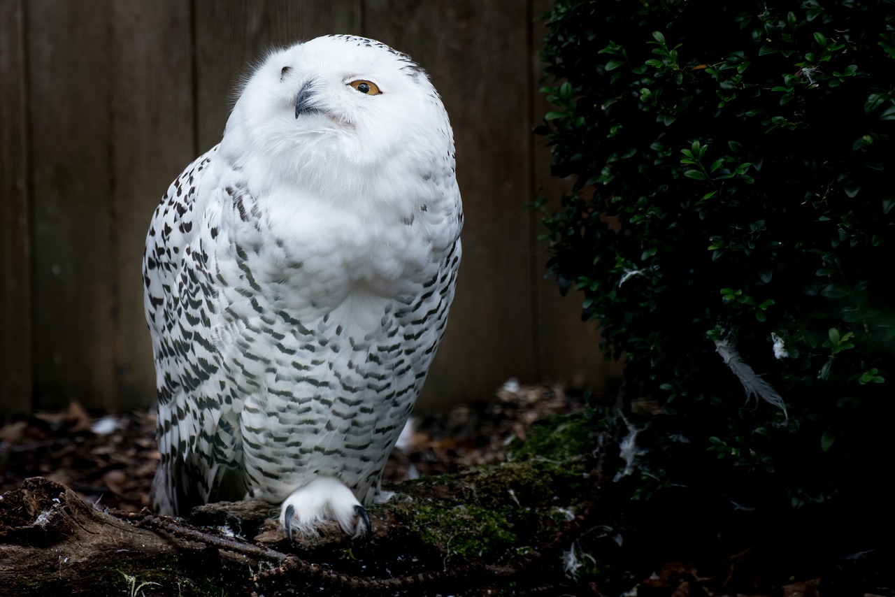 snowy owl owl harry potter free photo