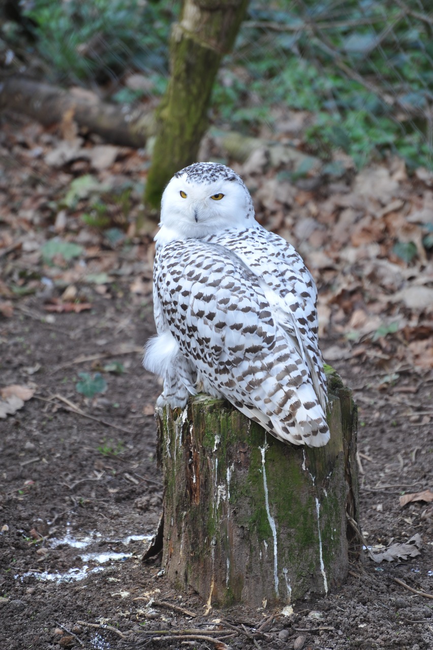 snowy owl zoo pforzheim free photo
