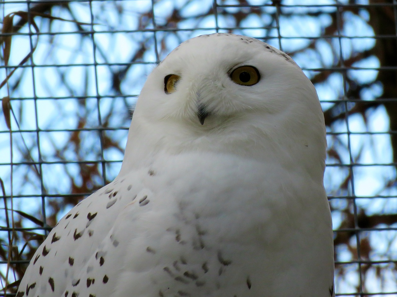 snowy owl owl bird free photo