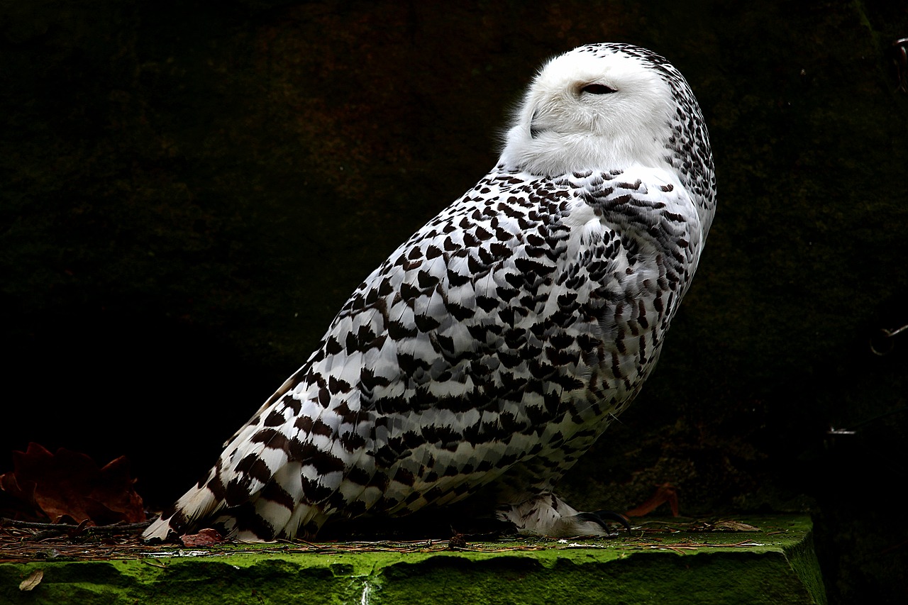 snowy owl animal feather free photo