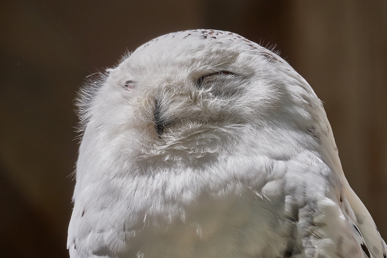 snowy owl bill bird free photo