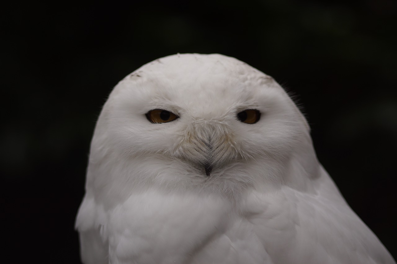 snowy owl white bird free photo