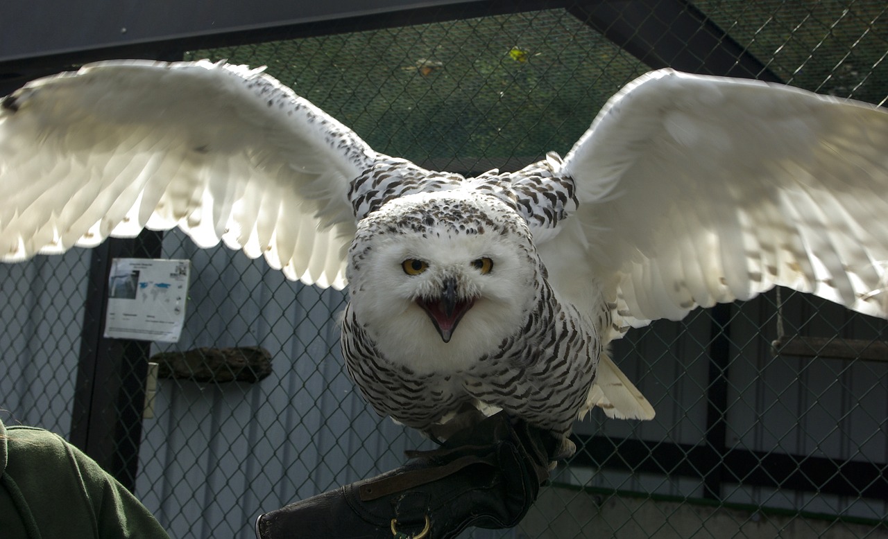 snowy owl bird raptor free photo