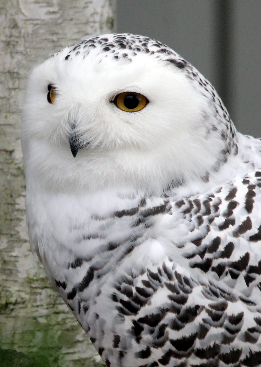 snowy owl owl bird free photo