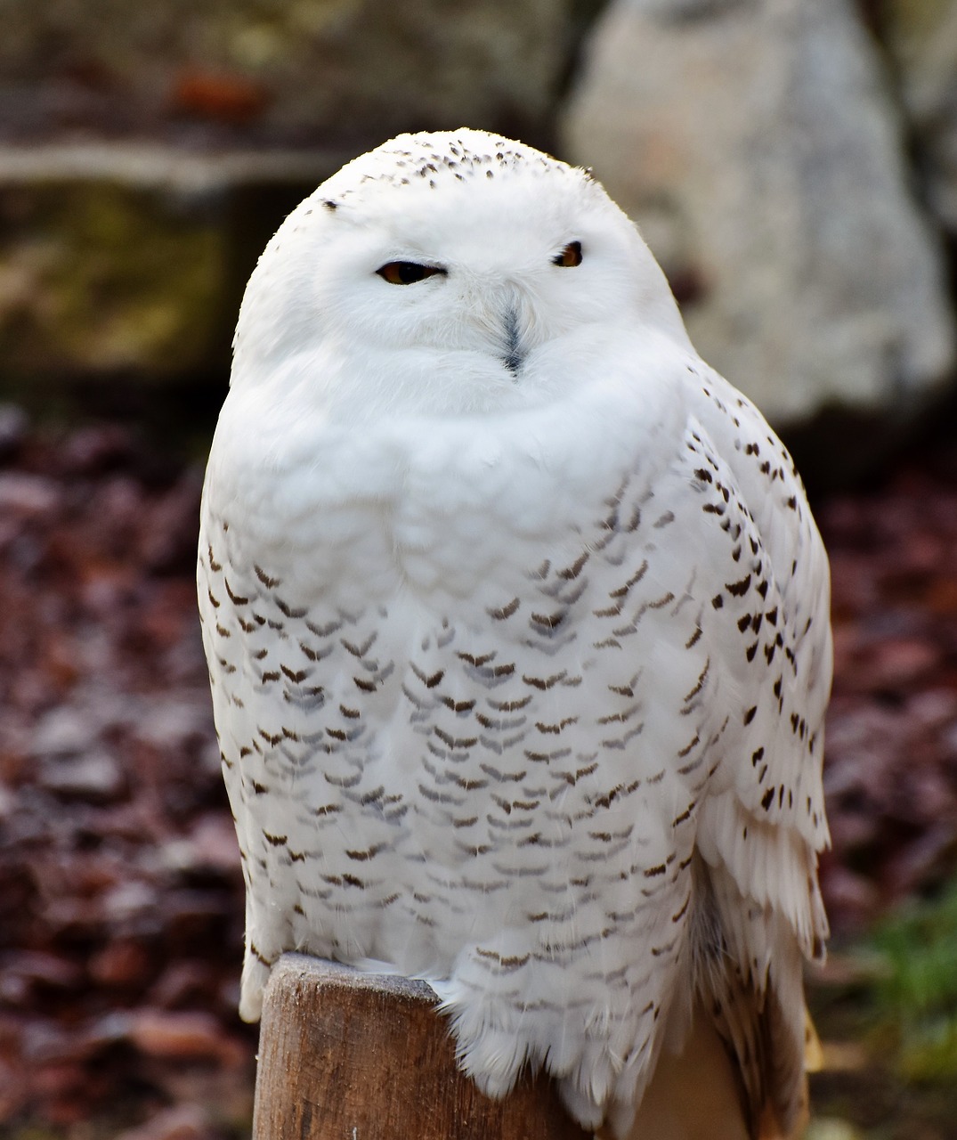 snowy owl owl plumage free photo