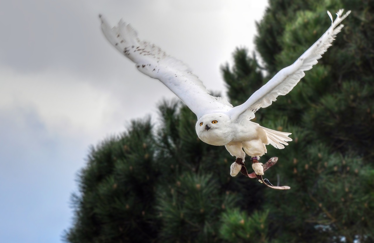 snowy owl  bird  raptor free photo