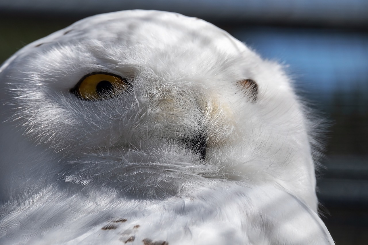 snowy owl  owl  bird free photo