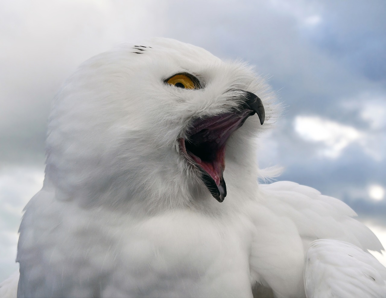 snowy owl  bird  raptor free photo