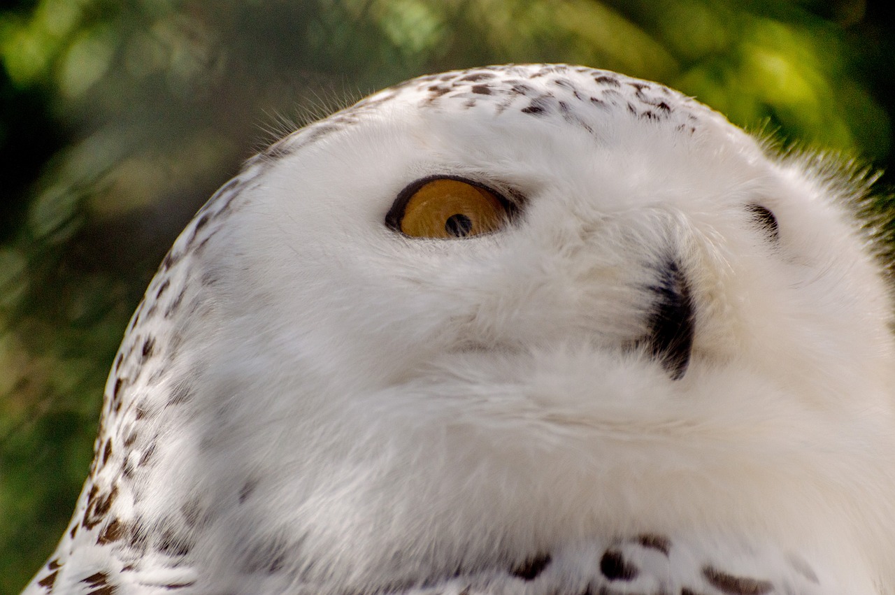 snowy owl bird mountsberg raptor center free photo